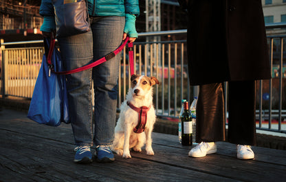 Made this photograph on a vibrant April afternoon stroll around King's Cross, London in 2023. It was during golden hour with a spectacular sunset over Coal Drops Yard that everyone was snapping pics of. I noticed these two people who have climbed on a bench to get a better view and their puppy caught my eye.&nbsp;